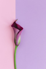 Beautiful violet calla lily on pastel pink and purple background. Flat lay.