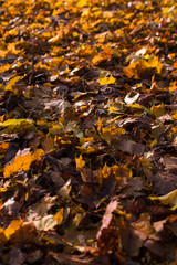 Autumn leaves background