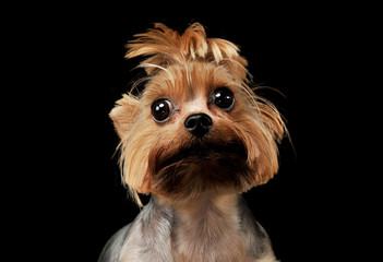 Portrait of an adorable Yorkshire Terrier looking curiously at the camera with funny ponytail