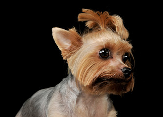 Fototapeta premium Portrait of an adorable Yorkshire Terrier looking curiously with funny ponytail