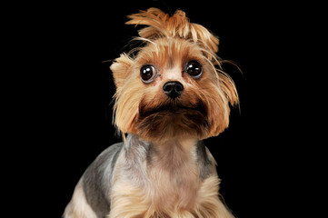 Portrait of an adorable Yorkshire Terrier looking curiously at the camera with funny ponytail