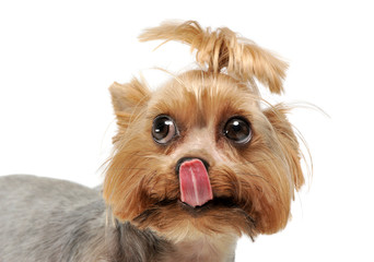 Portrait of an adorable Yorkshire Terrier looking shy with funny ponytail