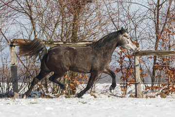 Pony rennt im Schnee