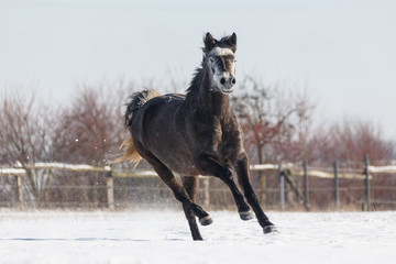 Pony rennt im Schnee