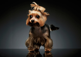 Studio shot of an adorable Yorkshire Terrier looking curiously with funny ponytail