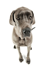 Studio shot of an adorable Deutsche Dogge sitting and looking curiously at the camera