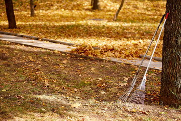 Rake with fallen leaves on the autumn lawn.