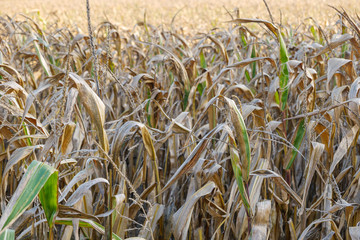 Close up and selected focus view at the top of corn plants and background of corncob field and deep blue sky.
