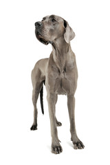 Studio shot of an adorable Deutsche Dogge standing and looking up curiously