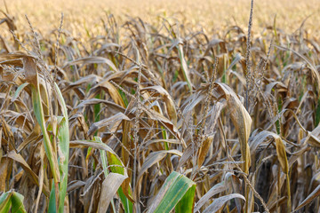Close up and selected focus view at the top of corn plants and background of corncob field and deep blue sky.