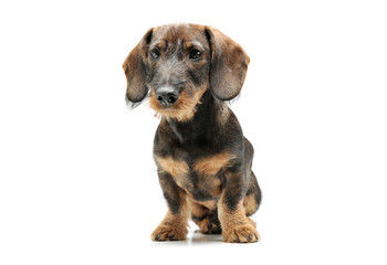 Studio shot of an adorable wired haired Dachshund sitting and looking curiously at the camera