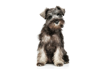 Studio shot of an adorable Schnauzer salt and papper puppy sitting and looking curiously at the camera