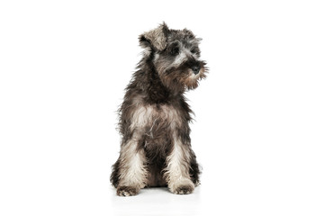 Studio shot of an adorable Schnauzer salt and papper puppy sitting and looking down curiously