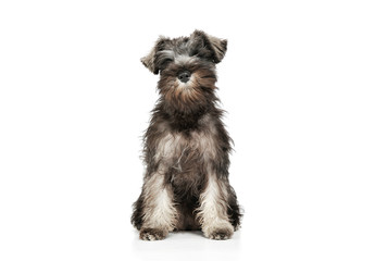Studio shot of an adorable Schnauzer salt and papper puppy sitting and looking curiously at the camera