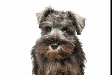 Portrait of an adorable Schnauzer salt and papper puppy looking curiously at the camera