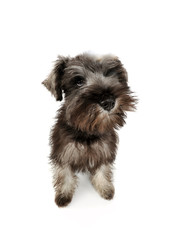Studio shot of an adorable Schnauzer salt and papper puppy standing and looking curiously at the camera