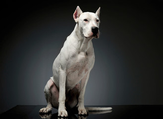 Studio shot of an adorable Dogo Argentino sitting and looking curiously