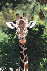 Primo Piano di Giraffa