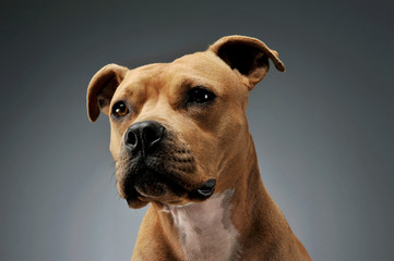 Portrait of an adorable American Staffordshire Terrier looking curiously