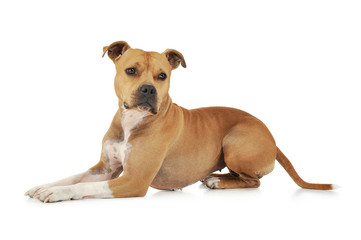 Studio shot of an adorable American Staffordshire Terrier lying and looking curiously