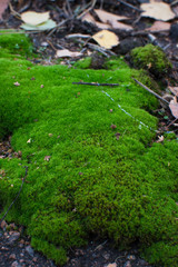 Green moss on the ground