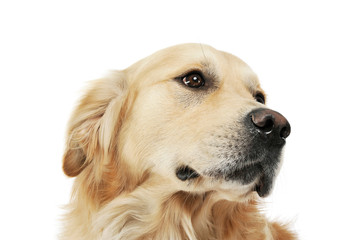 Portrait of an adorable Golden retriever looking curiously
