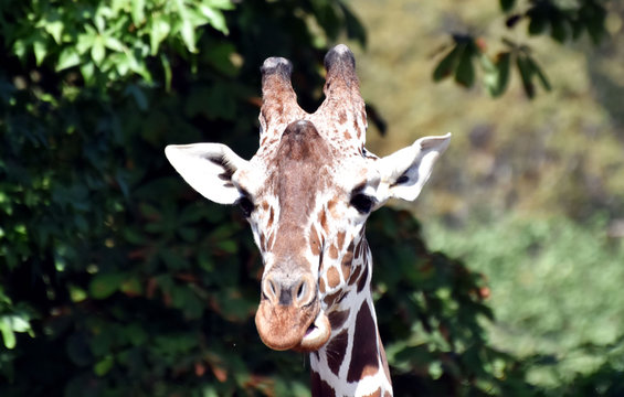 Ritratto di Giraffa che mastica