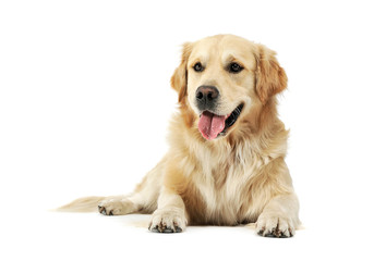 Studio shot of an adorable Golden retriever lying and looking satisfied