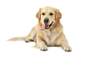 Studio shot of an adorable Golden retriever lying with hanging tongue