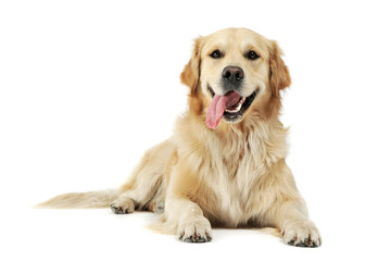 Studio shot of an adorable Golden retriever lying with hanging tongue - 295179757