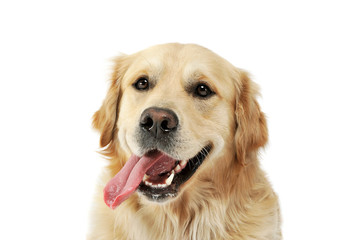 Portrait of an adorable Golden retriever with hanging tongue