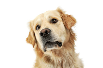 Portrait of an adorable Golden retriever looking curiously at the camera