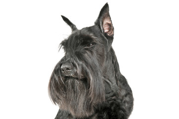 Portrait of an adorable Schnauzer looking curiously