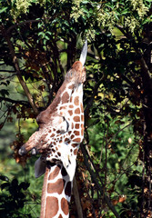 Giraffa mentre mangia le foglie dall'albero