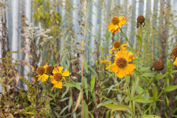 Obraz premium Eyes of flowers