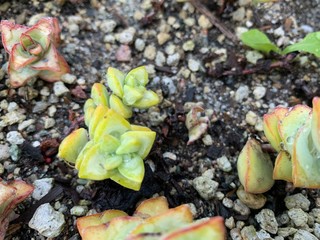 Drought Tolerant Succulent Plant Varieties