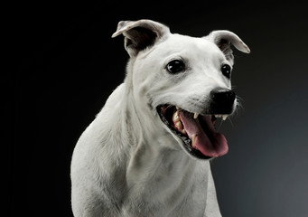 Portrait of an excited mixed breed dog standing and looking angry