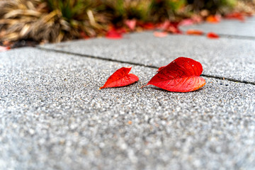 Two red leaves lie on concrete background broad view
