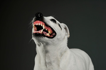 Portrait of an excited mixed breed dog standing and looking angry