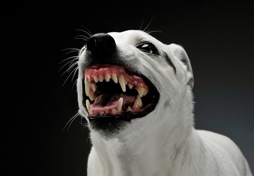 3 160 Best Snarling Dog Images Stock Photos Vectors Adobe Stock 3 160 Best Snarling Dog Images Stock Photos Vectors Adobe Stock