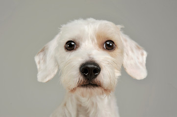 Portrait of an adorable mixed breed dog looking curiously at the camera