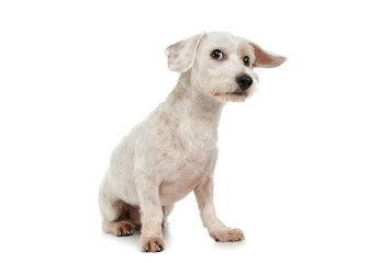 Studio shot of an adorable mixed breed dog sitting and looking curiously at the camera