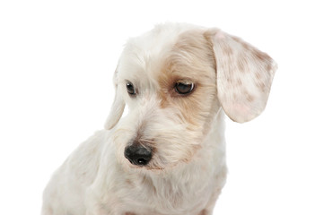 Portrait of an adorable mixed breed dog looking down sadly