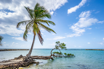 Mangrove on the beaches of Martinique - obrazy, fototapety, plakaty
