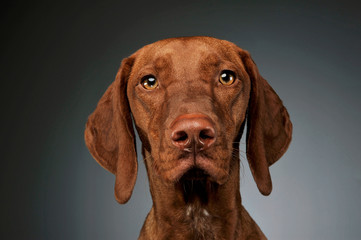 Portrait of an adorable magyar vizsla looking curiously at the camera