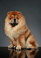 Fototapeta na wymiar Studio shot of an adorable chow chow sitting and looking curiously at the camera