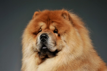 Portrait of an adorable chow chow looking curiously at the camera
