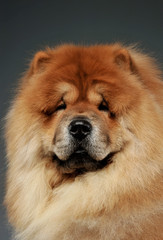 Portrait of an adorable chow chow looking curiously at the camera