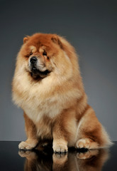 Studio shot of an adorable chow chow sitting and looking curiously