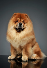 Studio shot of an adorable chow chow sitting and looking curiously at the camera